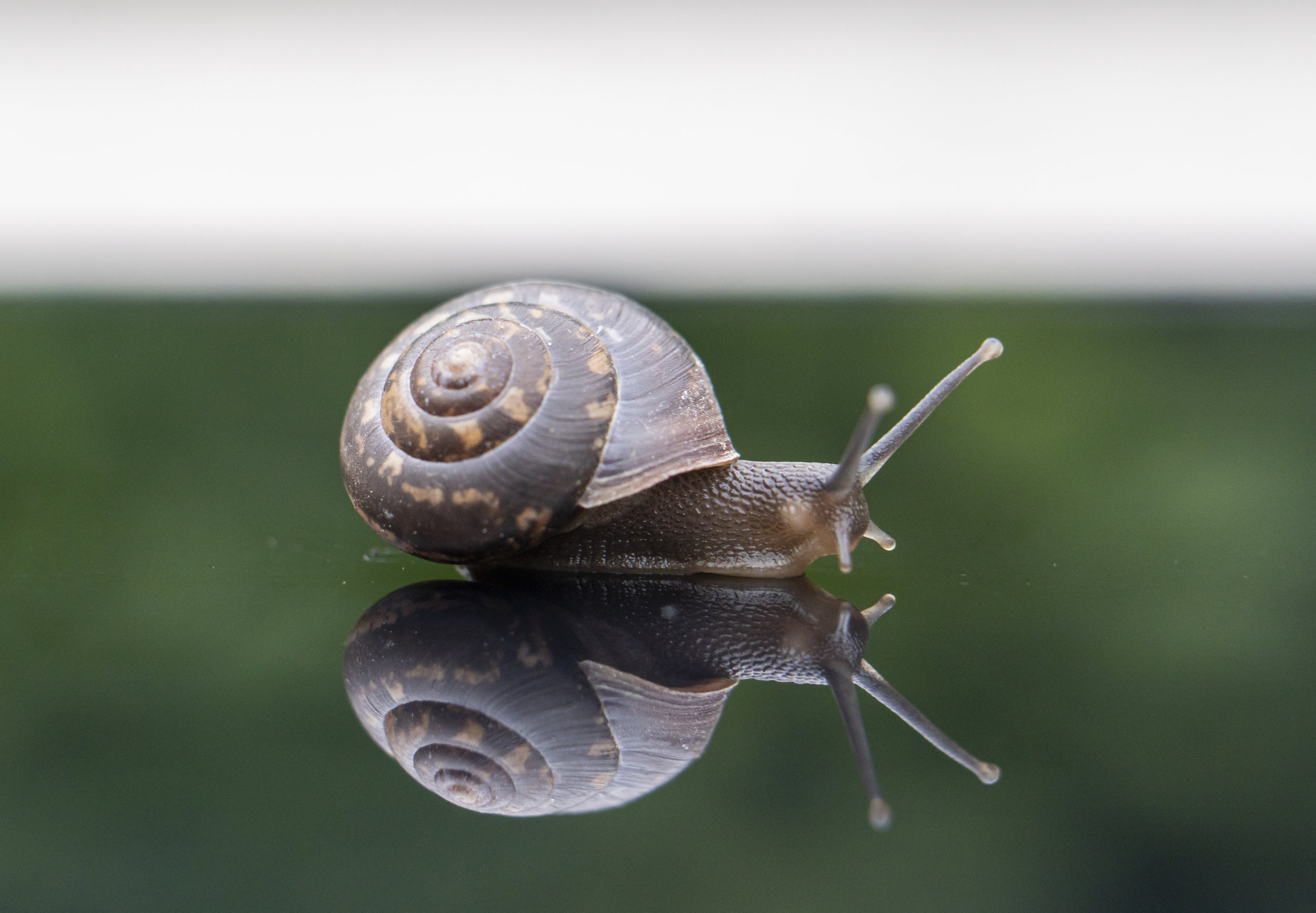 Snail Problem