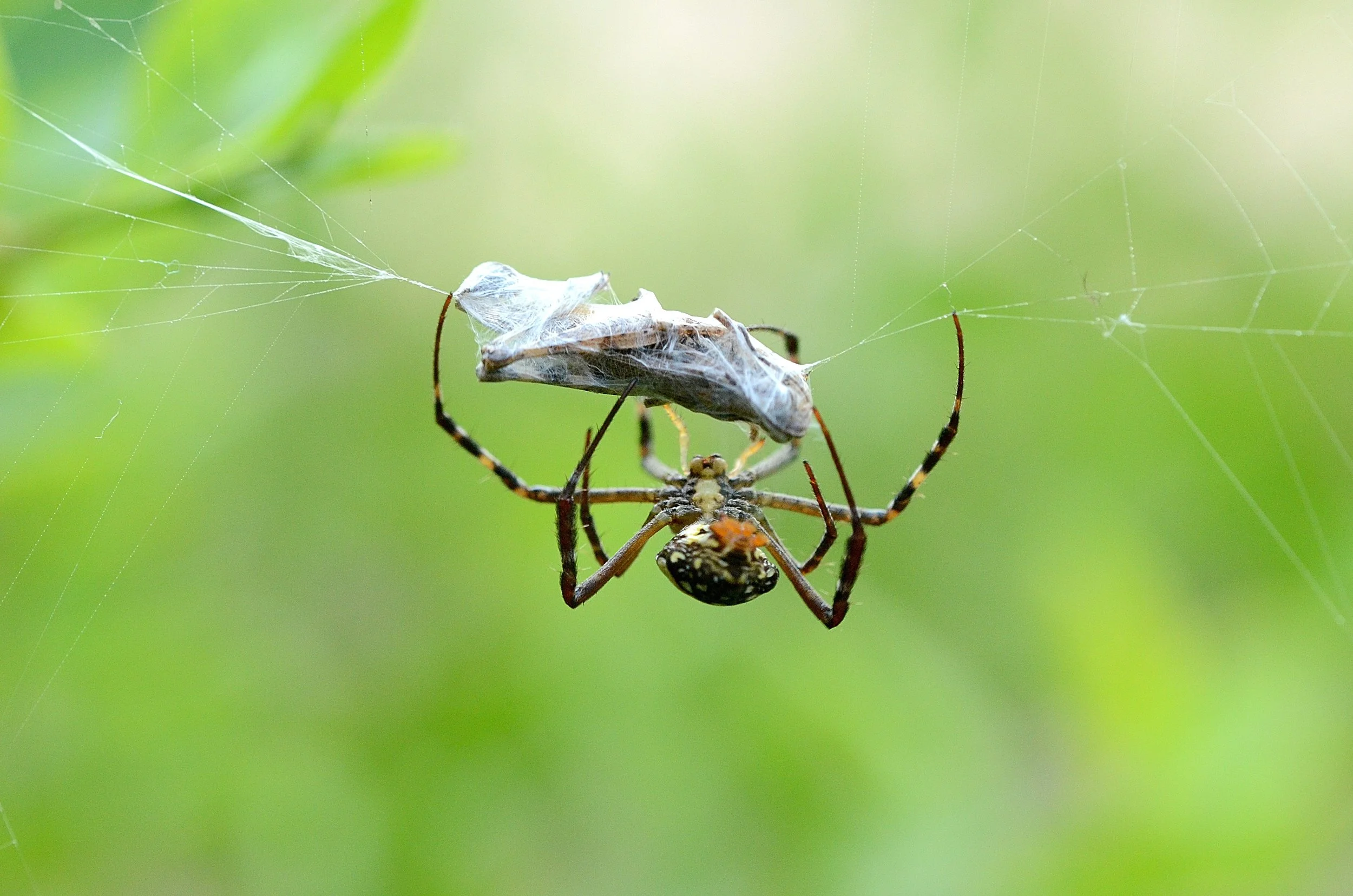 Spider Control Service