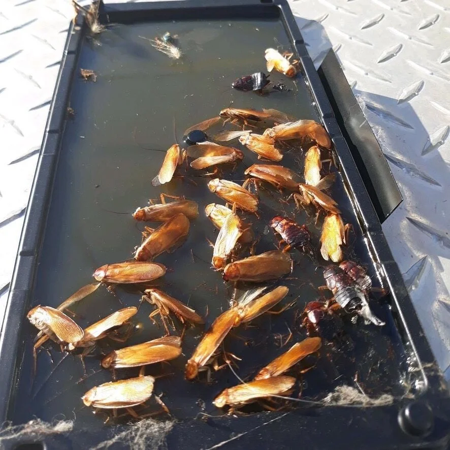 Cockroaches