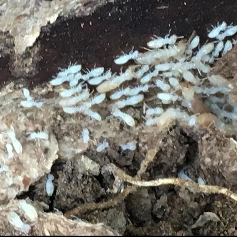 Differences between Subterranean and Drywood Termites