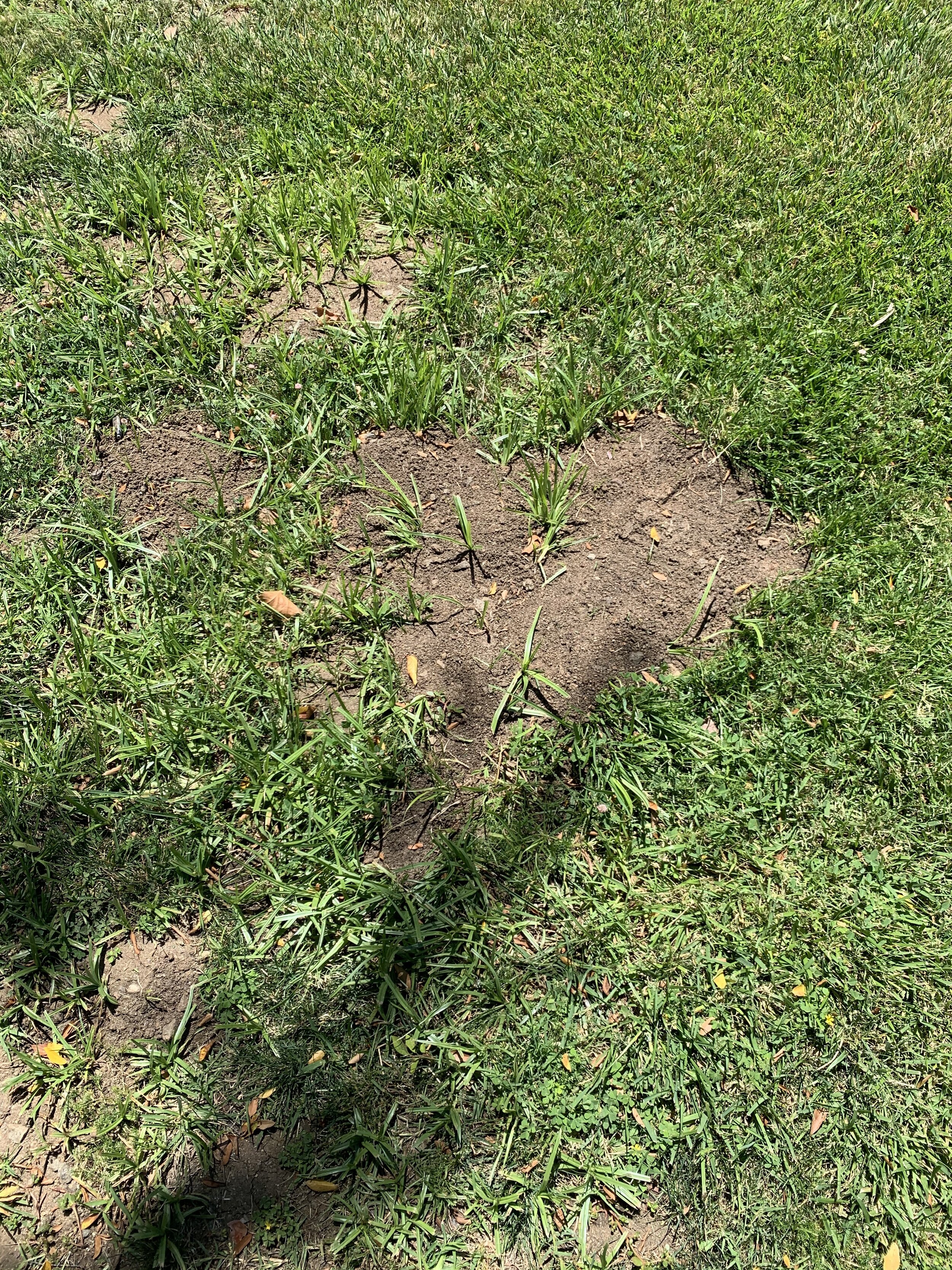 Gopher Prevention Tips