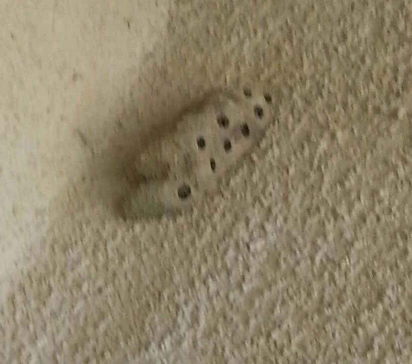 Mud Daubers