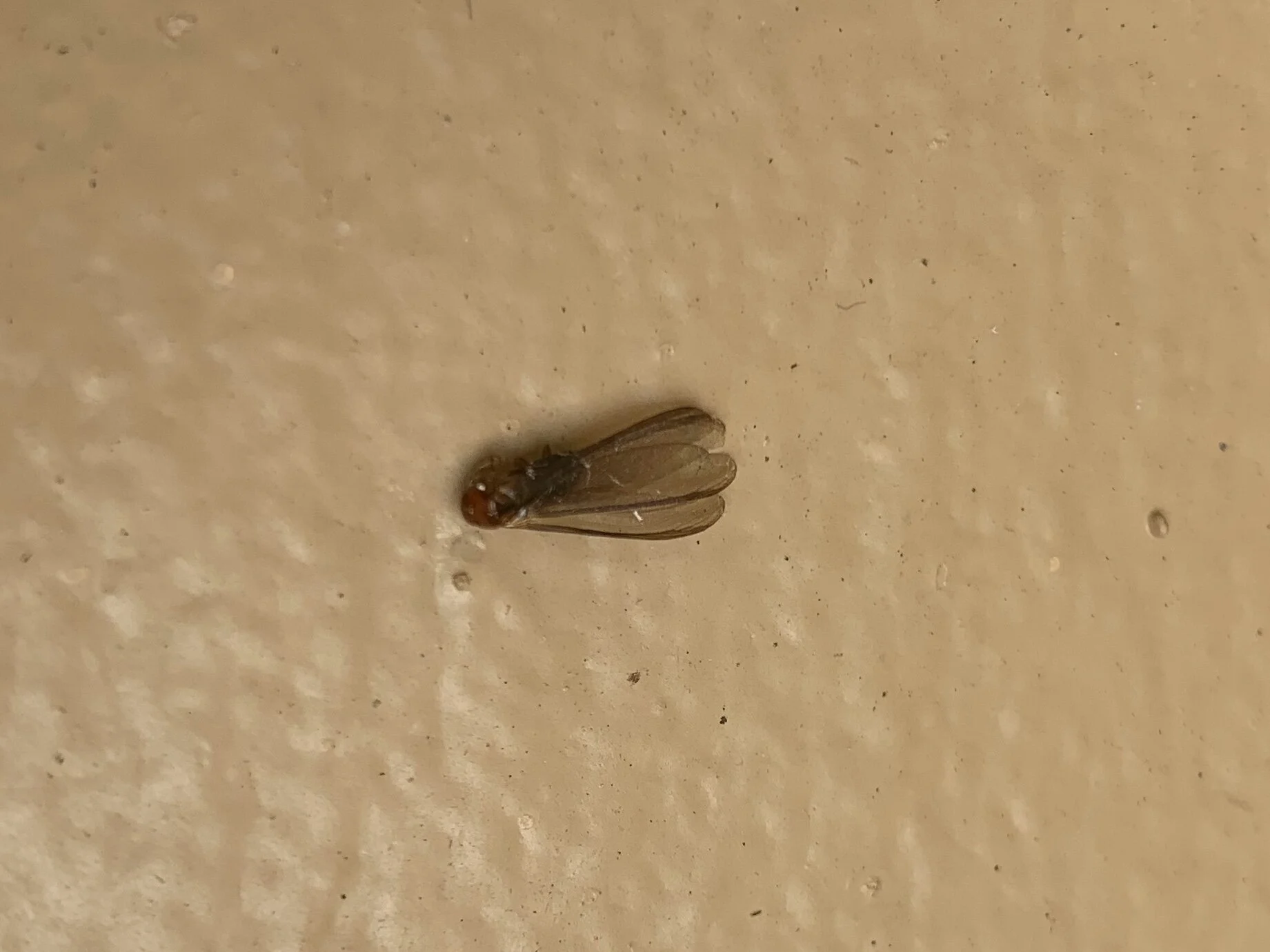 Termite Service Contracts