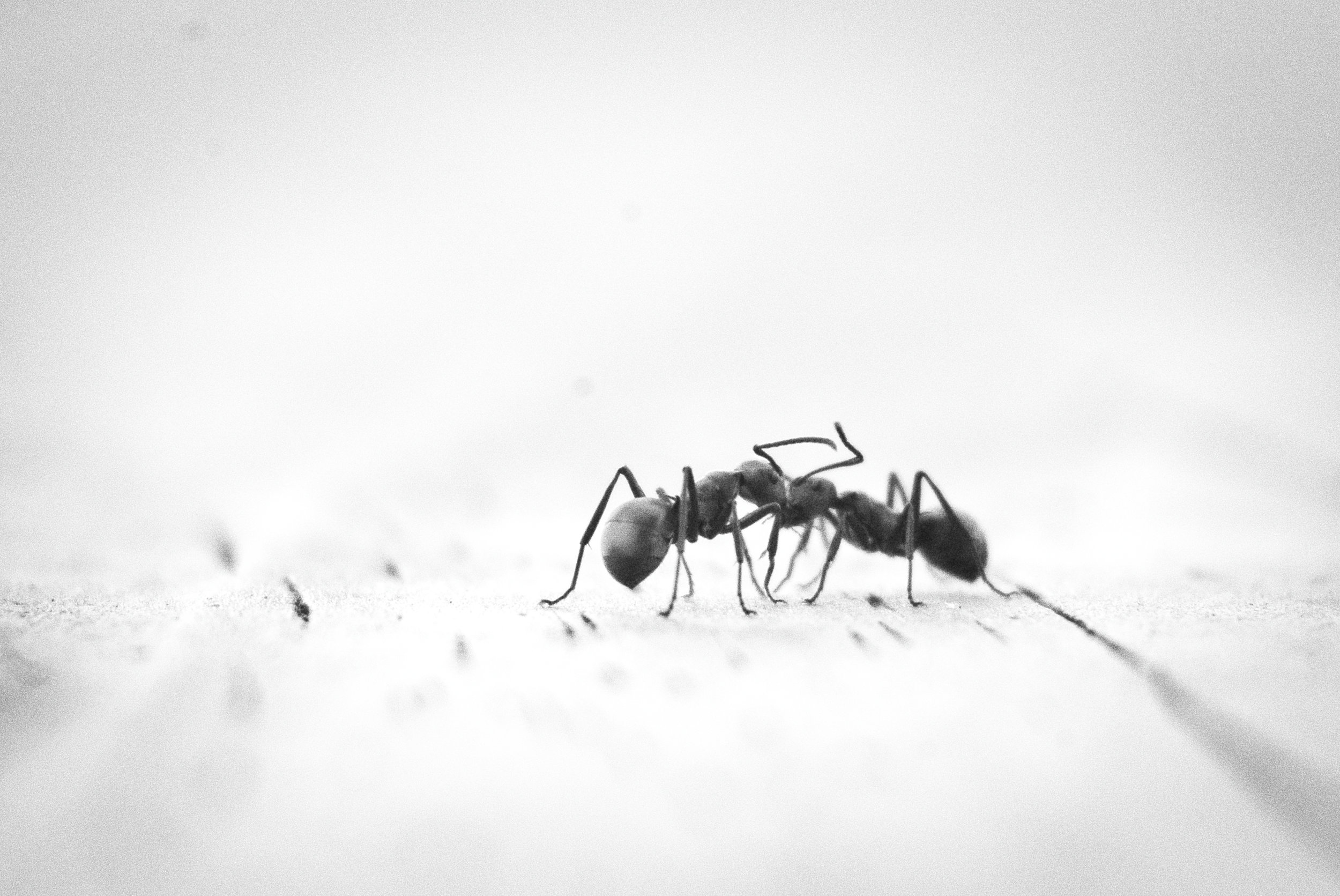 Ants The Pests That Never Left