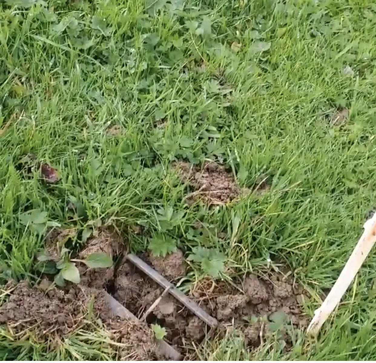 Gophers After The Rain 