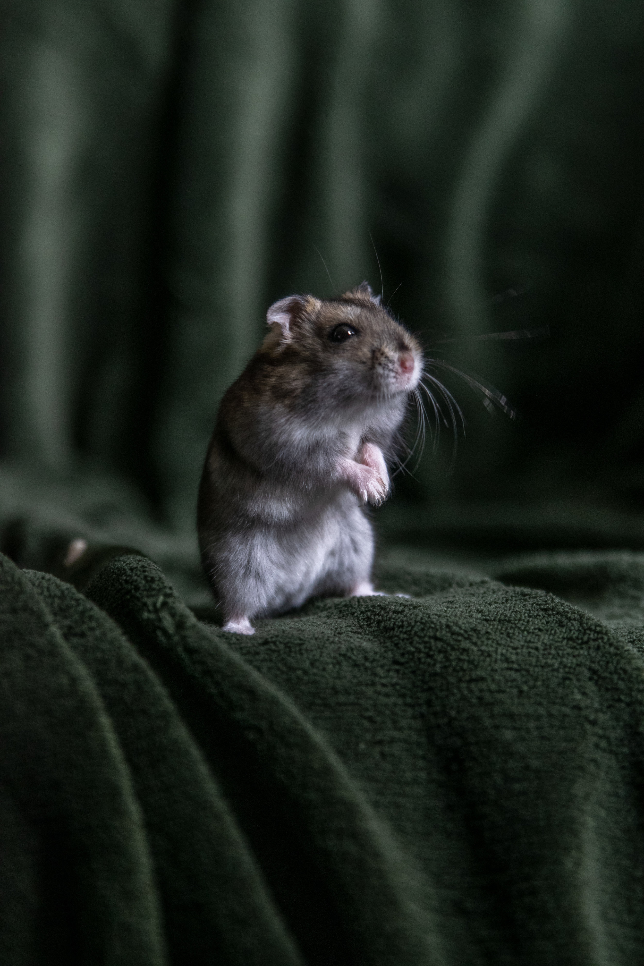 Pests of Winter