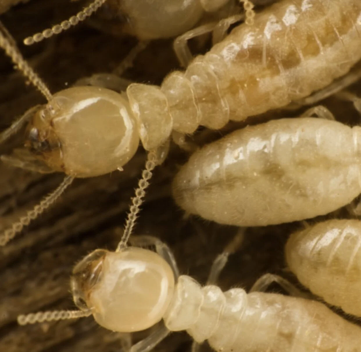 Termites Still Active In the Winter