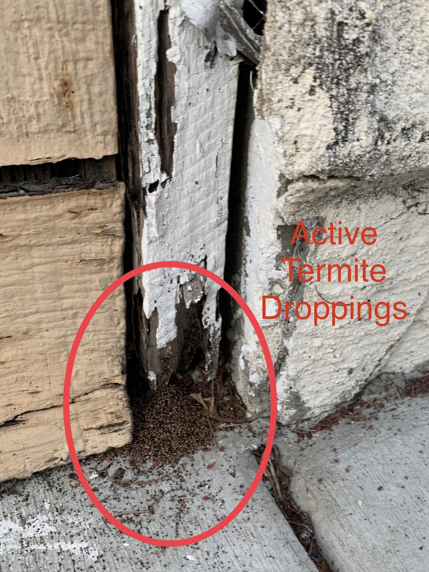 termite inspection fresno