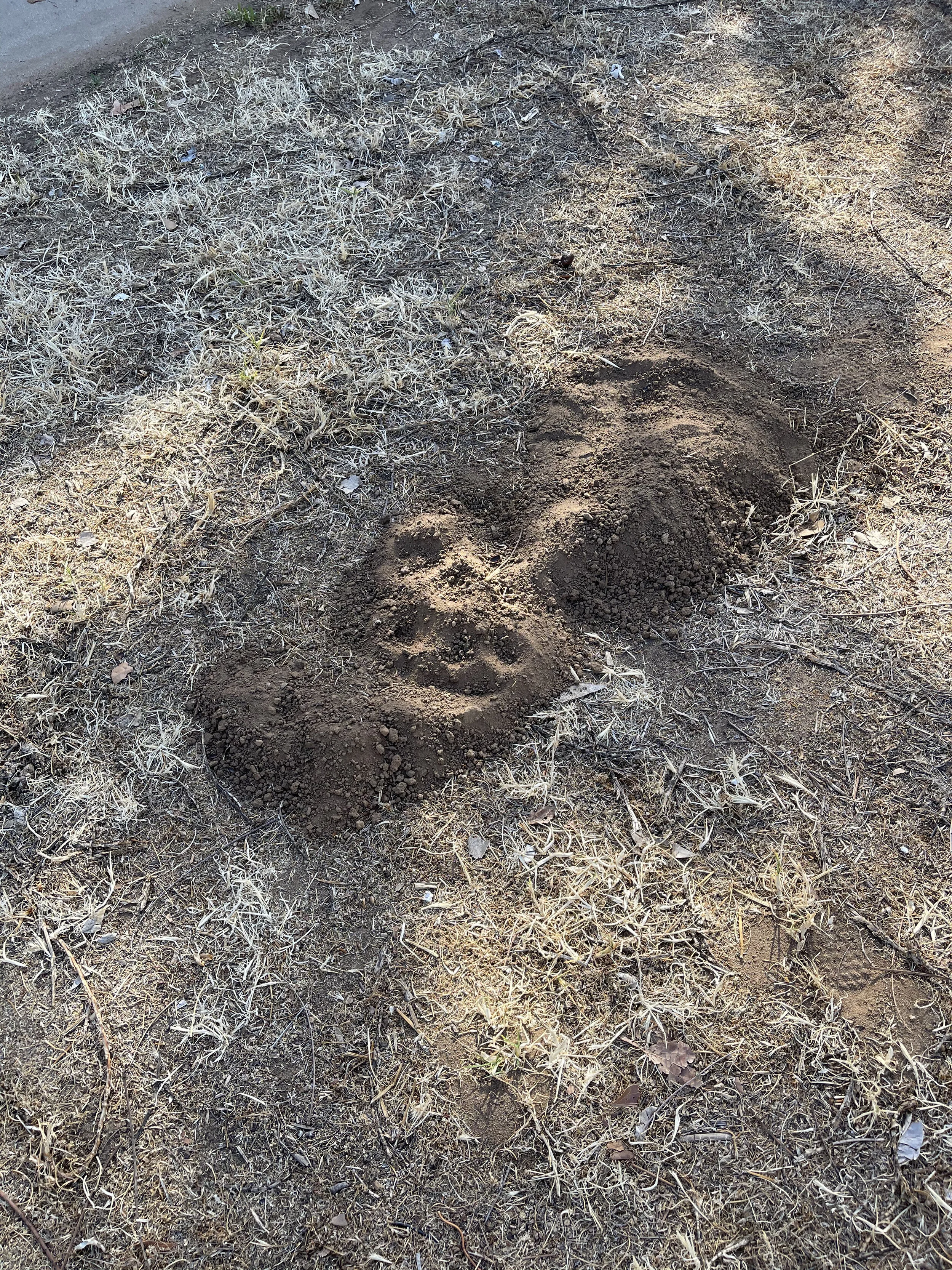 How to Prevent Gophers