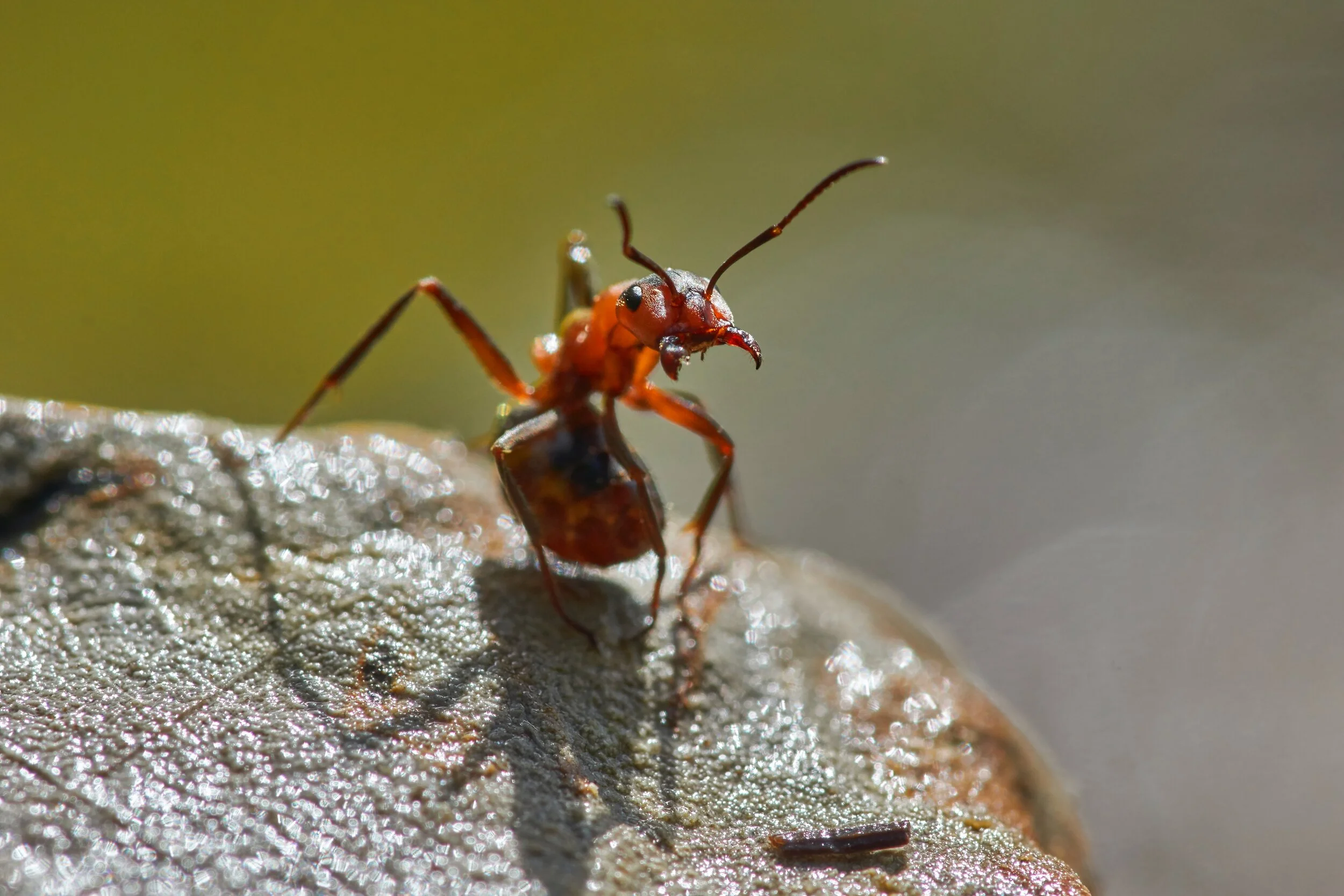 How to get rid of Ants