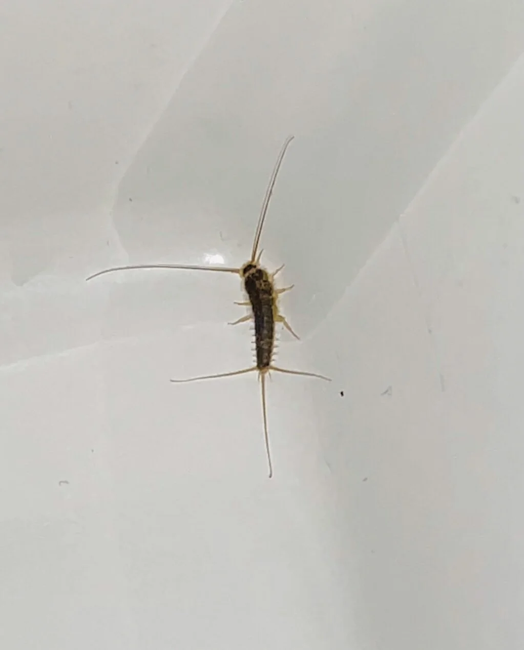 Silverfish in the Home