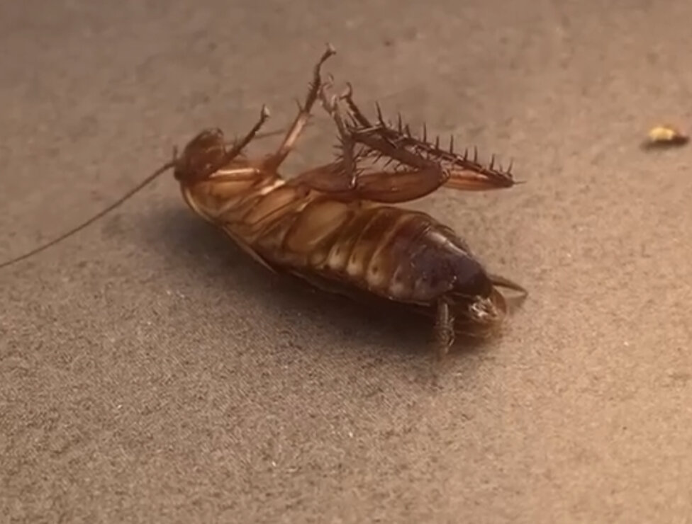 Cockroach Extermination and Control 