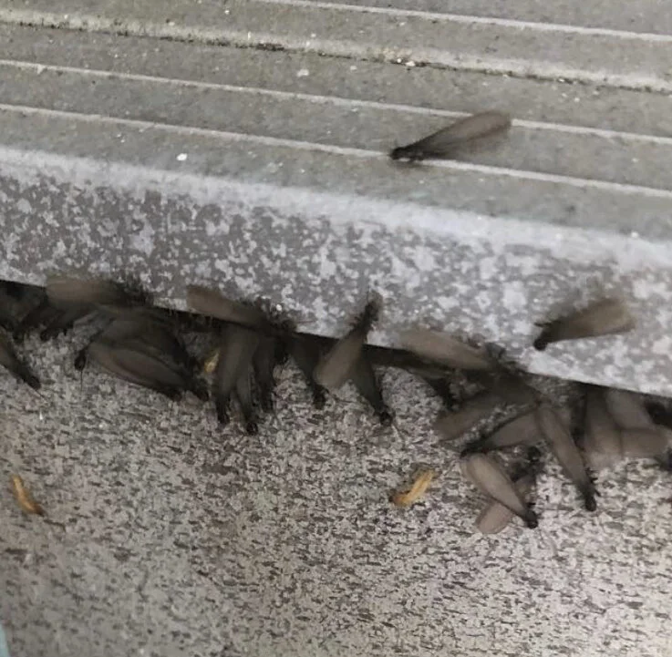 Termites in the Attic