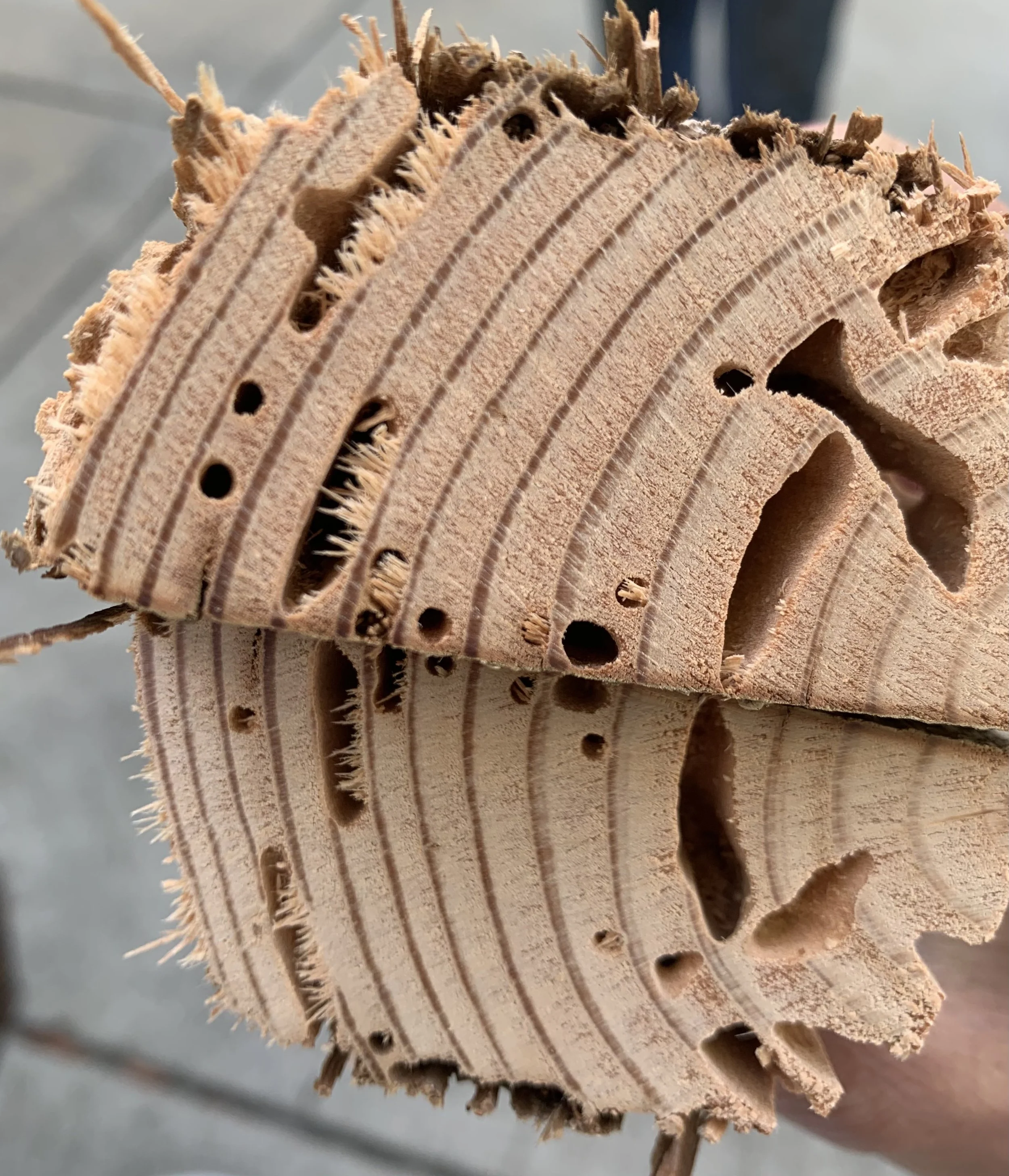 Termite Damage