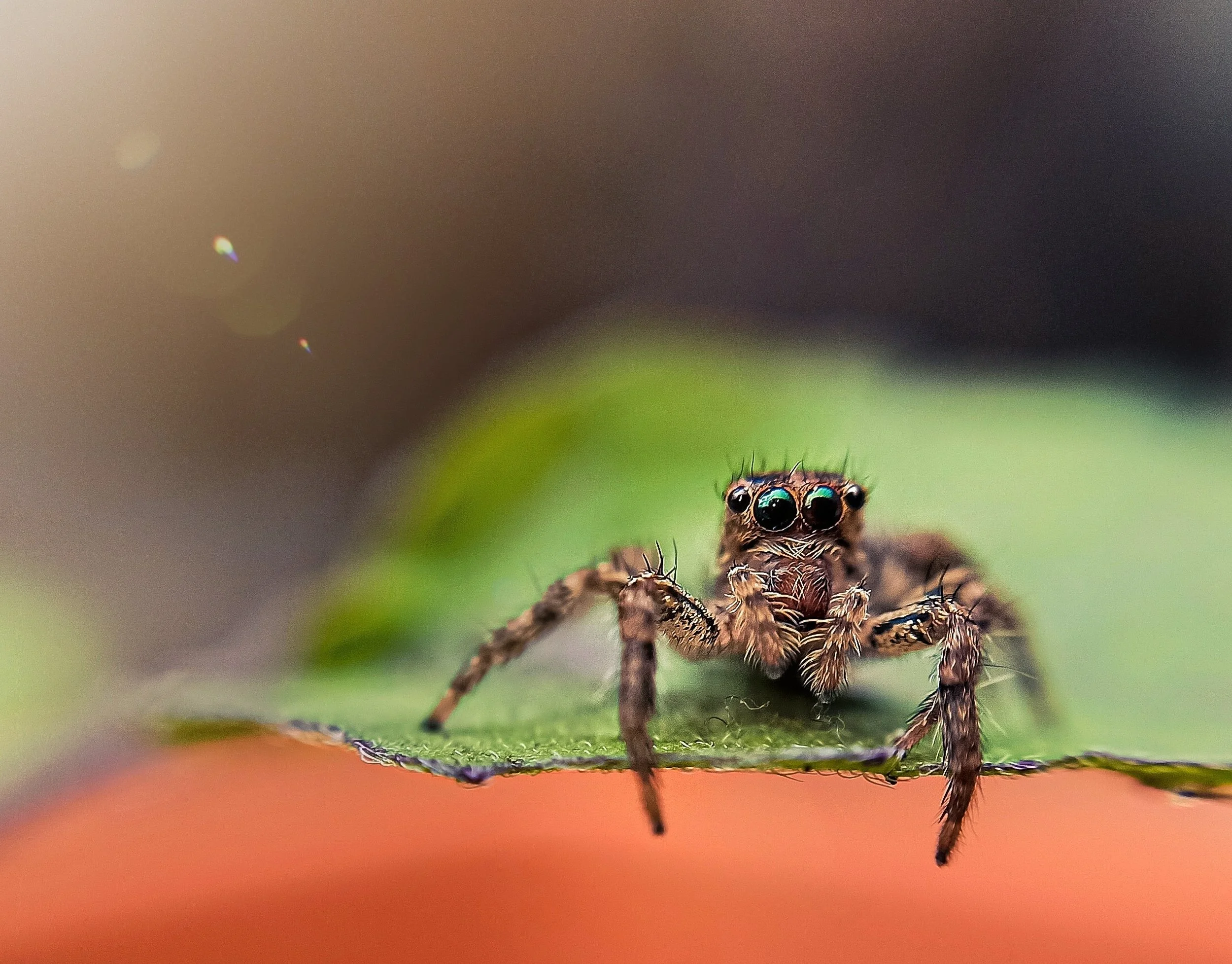 Pest Control for Spring Season
