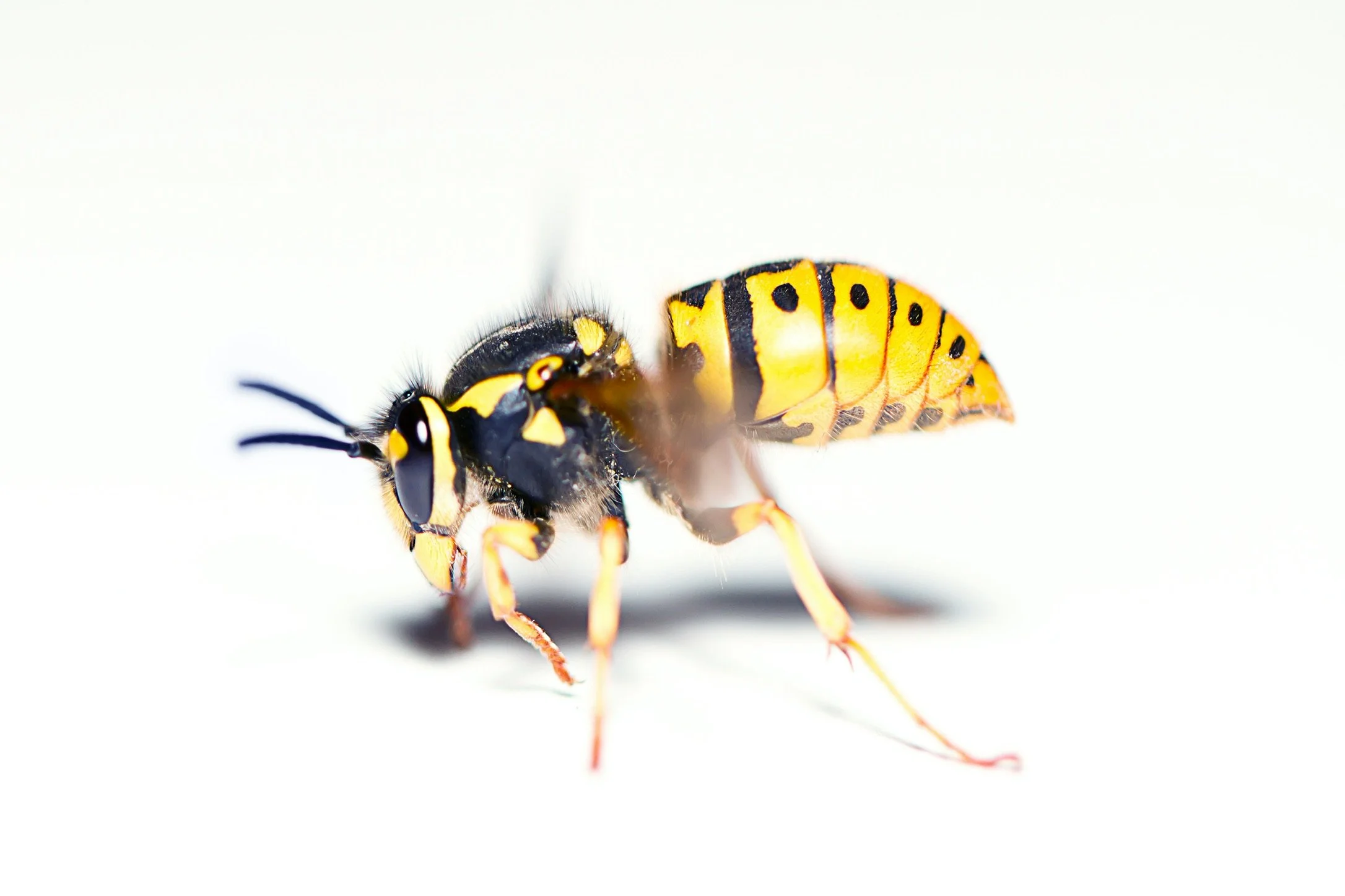 Pests in August