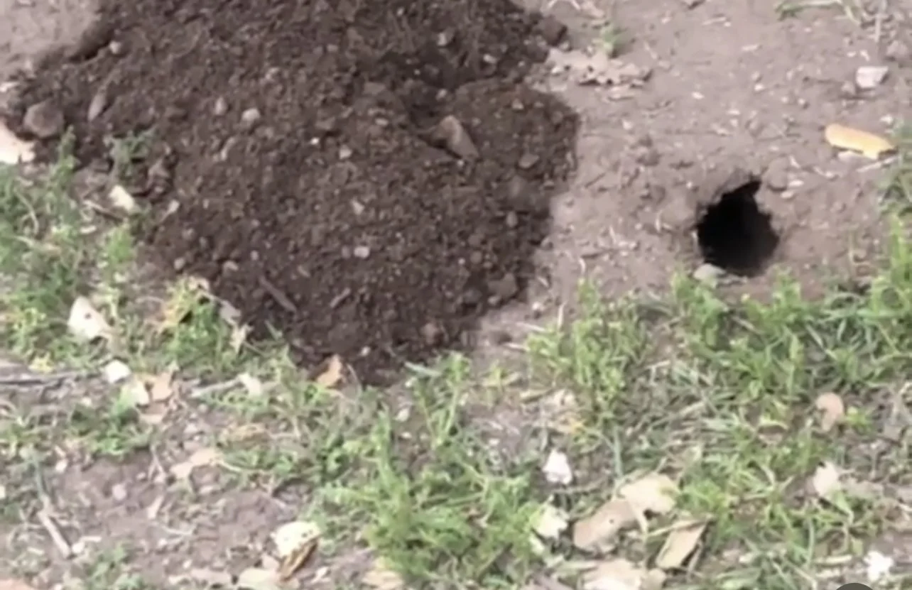 Rainy Weather and Gopher Problems 