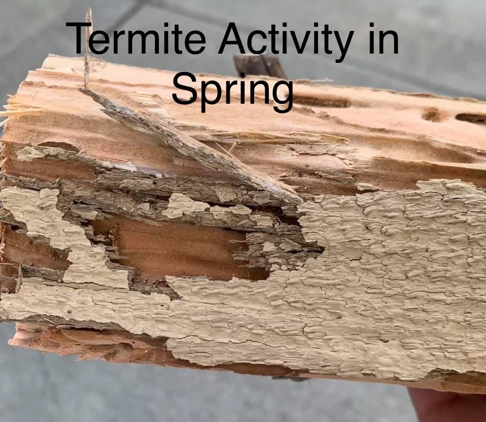 Termite Activity Increase This Spring
