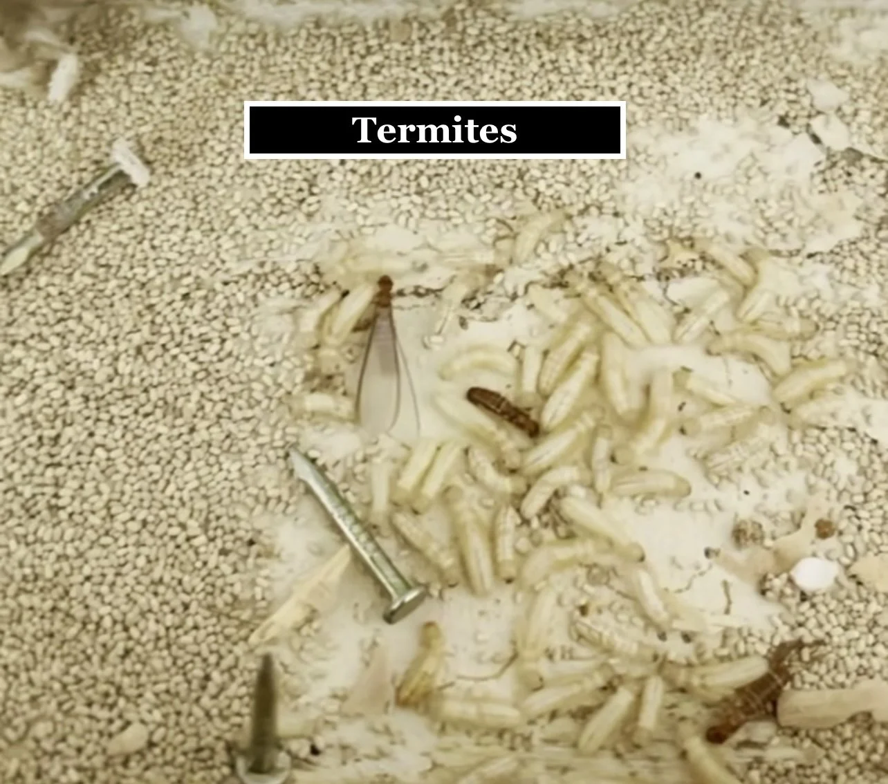Termite Talk 