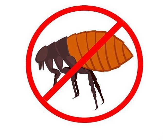 Happy Friday Friends! 
Closing out the week with a Flea Control blog for our readers. Don&rsquo;t let your home or your pets suffer from fleas. Head on to the website today and click on BLOG
Call for a Flea Treatment 
951.694.8100

#TemeculaPestContr