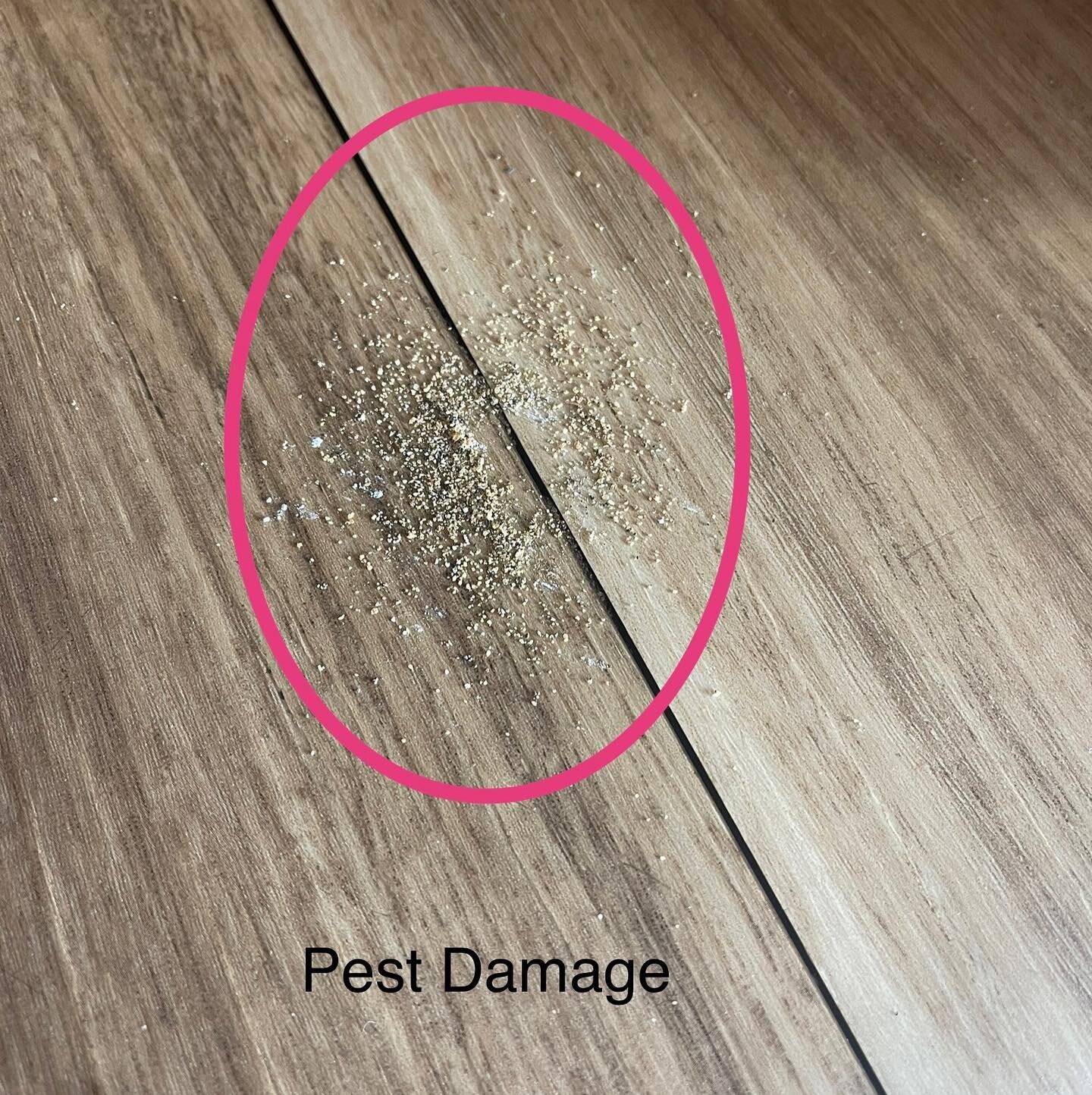 Wondering if you have pest damage? Take a picture and DM us what you found. Even better schedule one of our pest experts to come and investigate what type of pest problem you have. 
📱 951.694.8100 

#Temecula #PestFree #PestControl #Bugs #exterminat