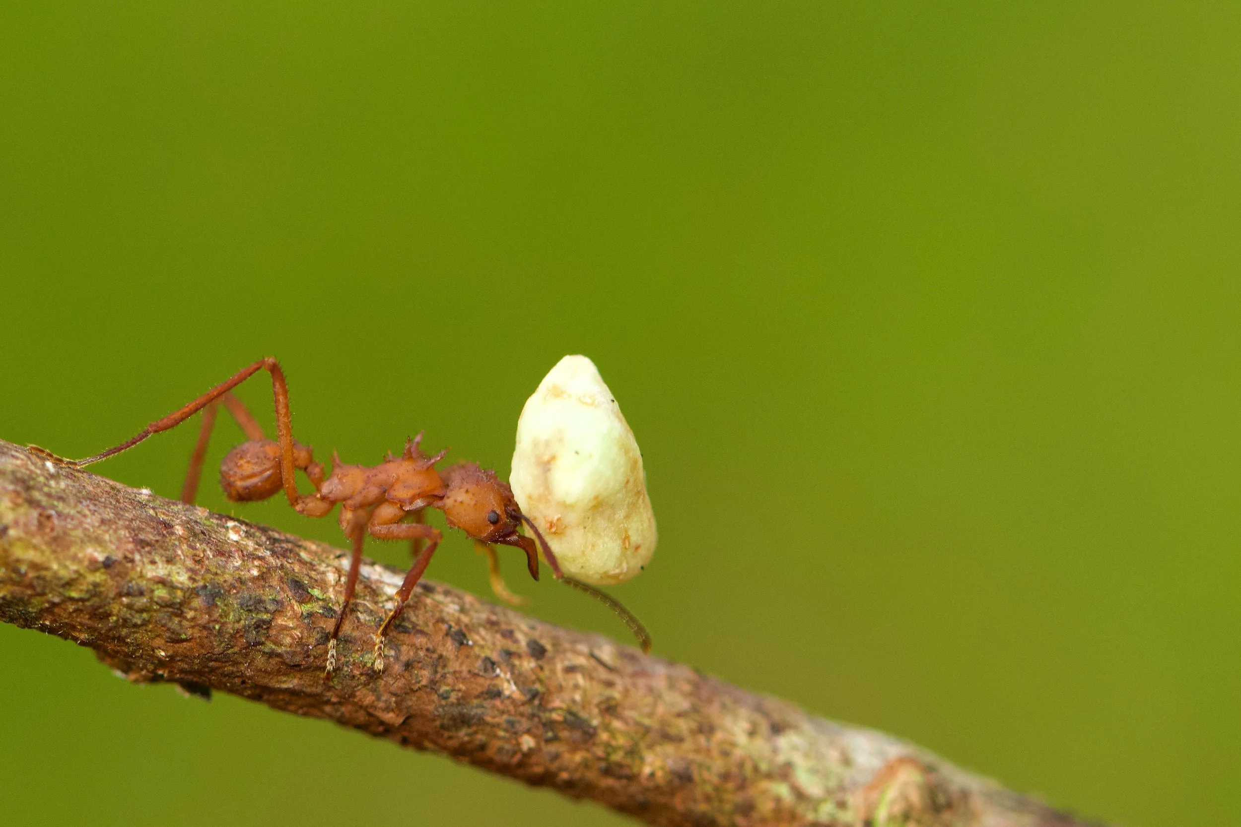 Summer Pests