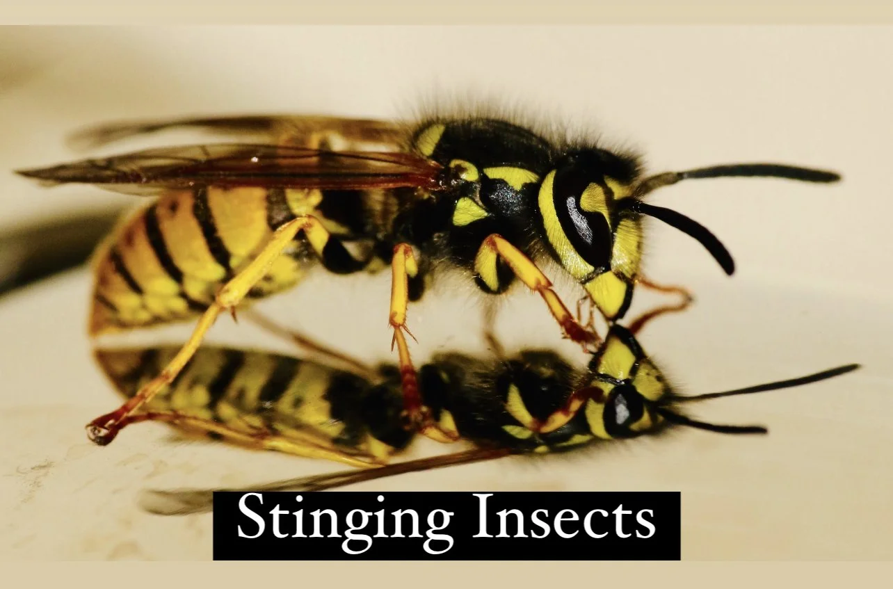 Stinging Insects