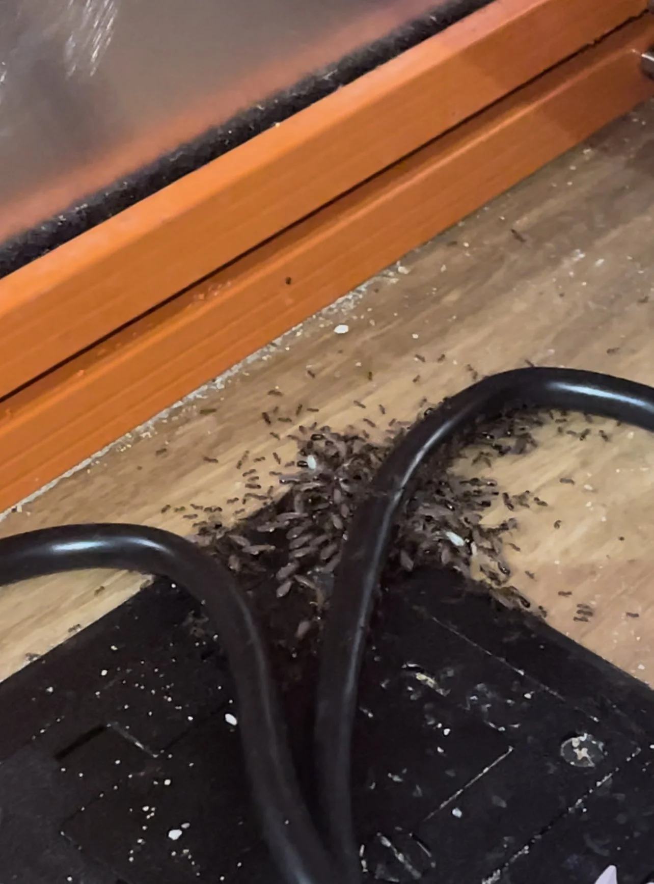 Fire Ants