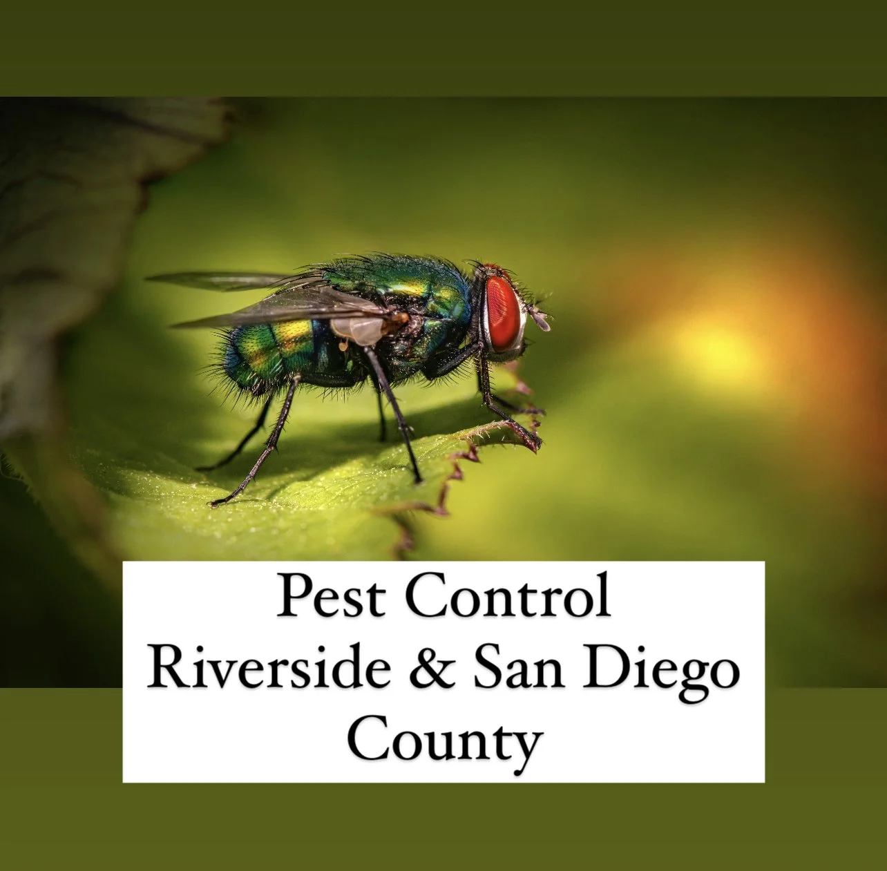 Professional Pest Control Service 