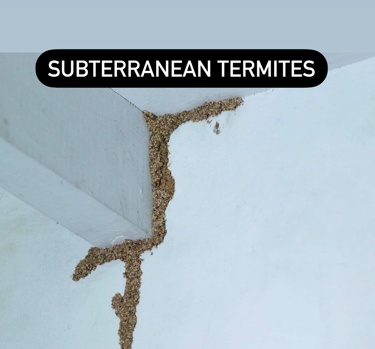 Subterranean Termite Activity