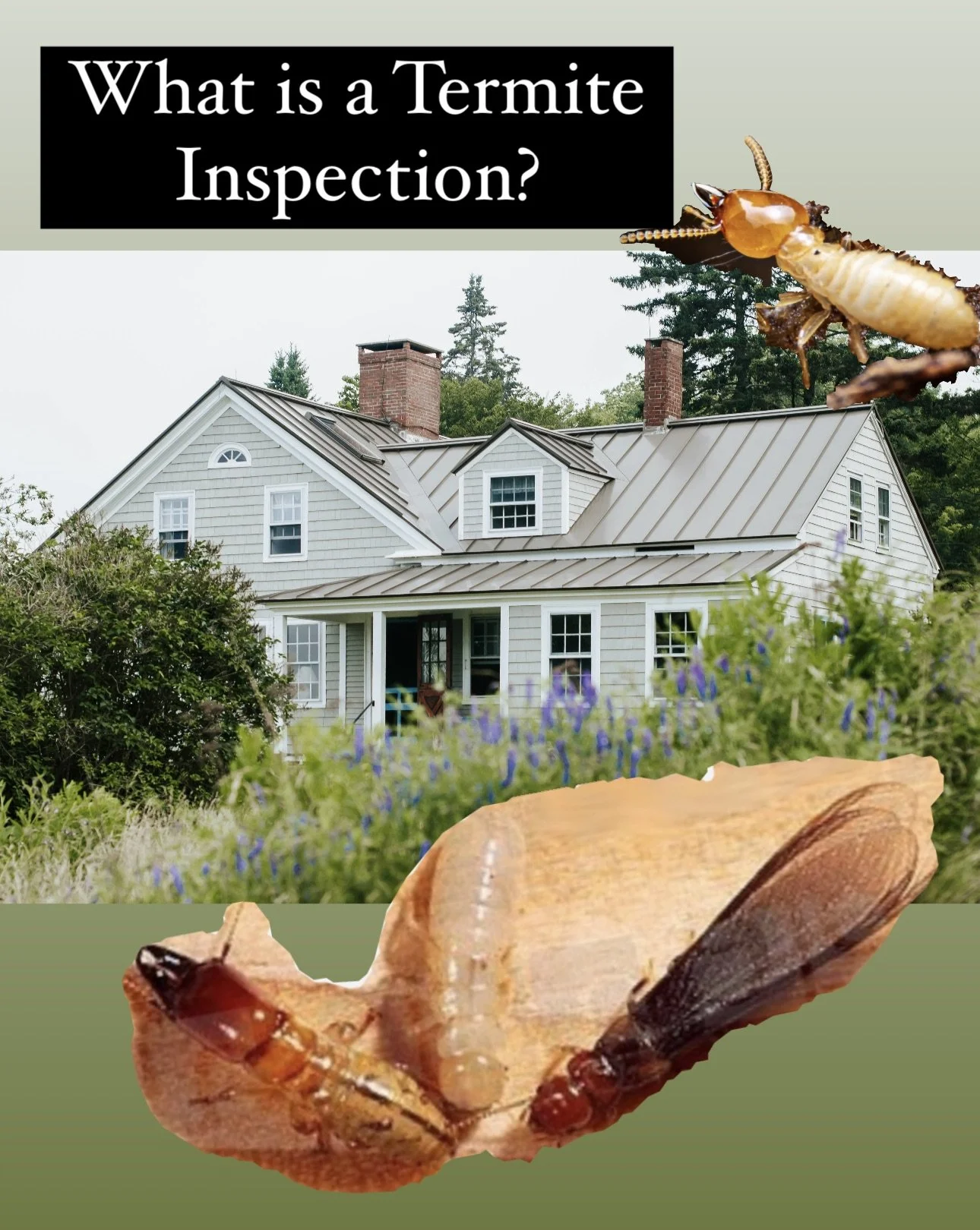 What is a Termite Inspection?