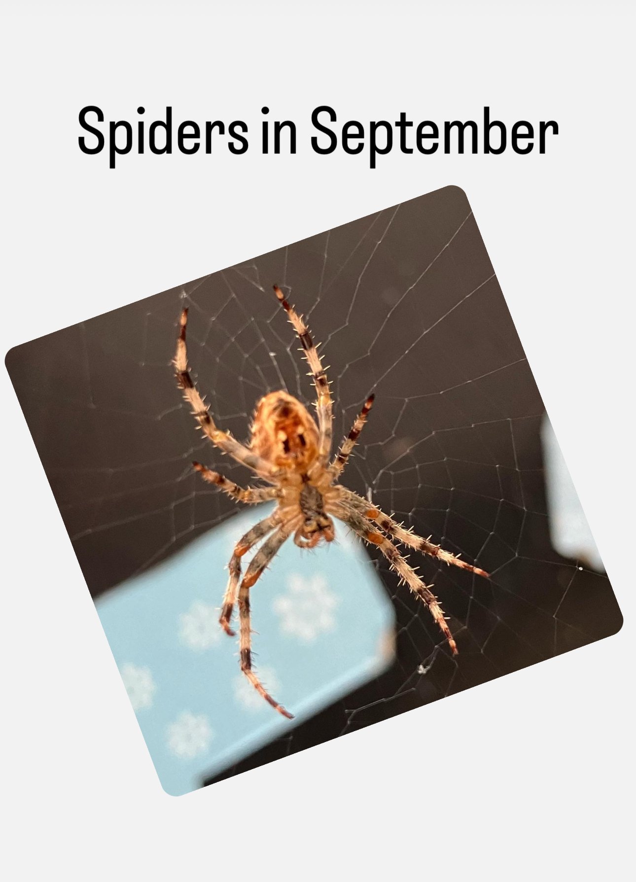 Spiders in September