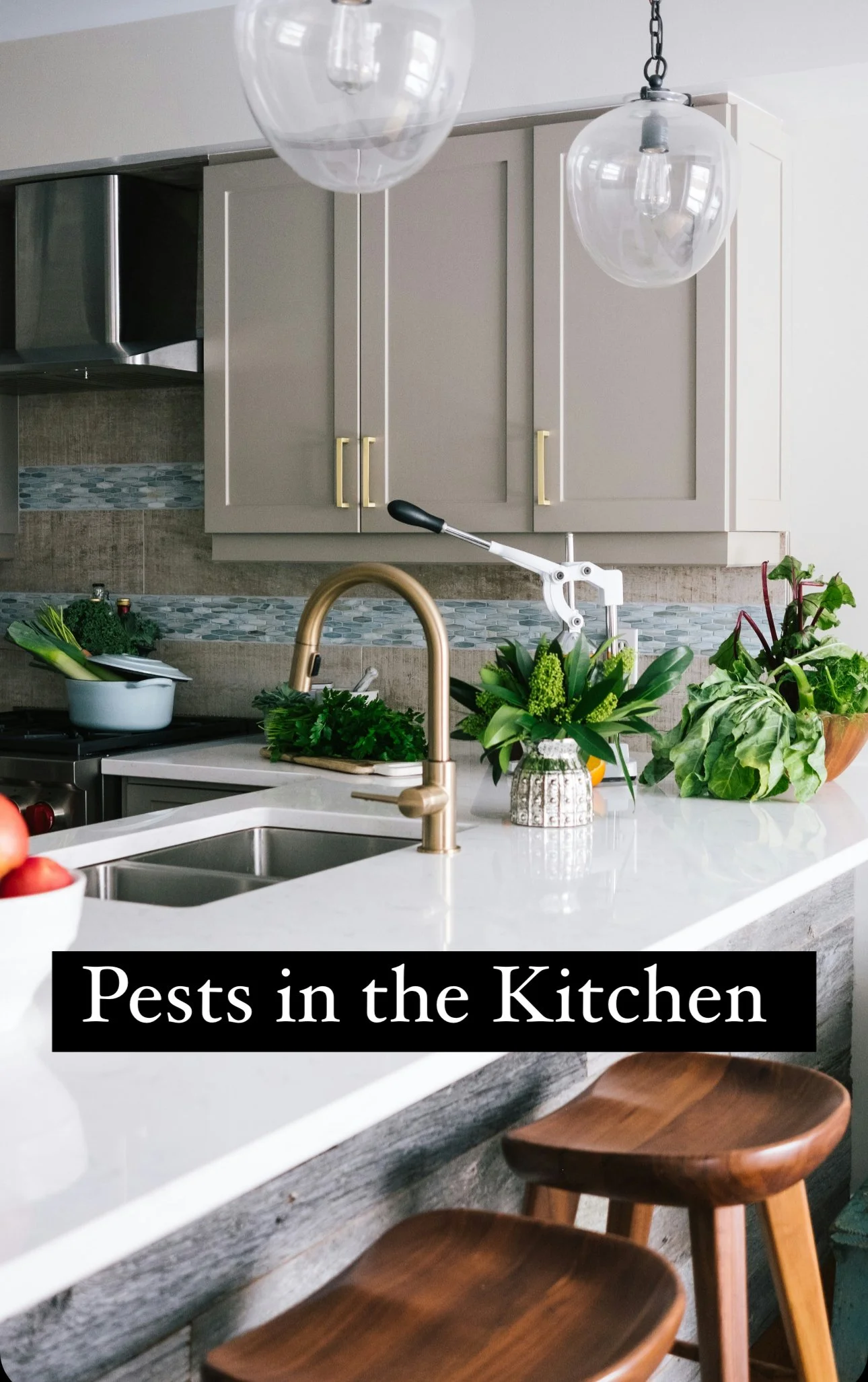 Pests in the Kitchen 