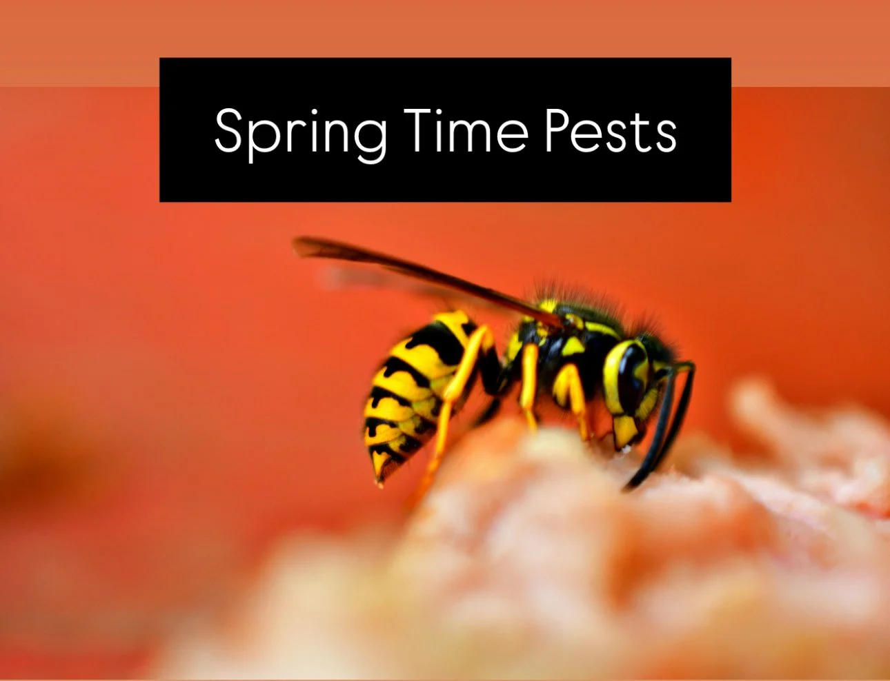 Spring Time Pests in Southern California