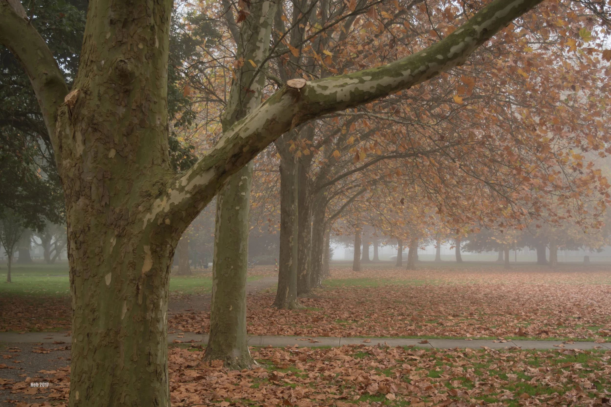 Last Shades of Autumn 3