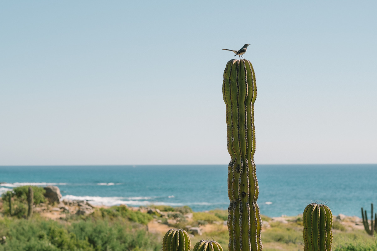 nat-locky-cabo-san-lucas-mexican-destination-wedding-3.jpg