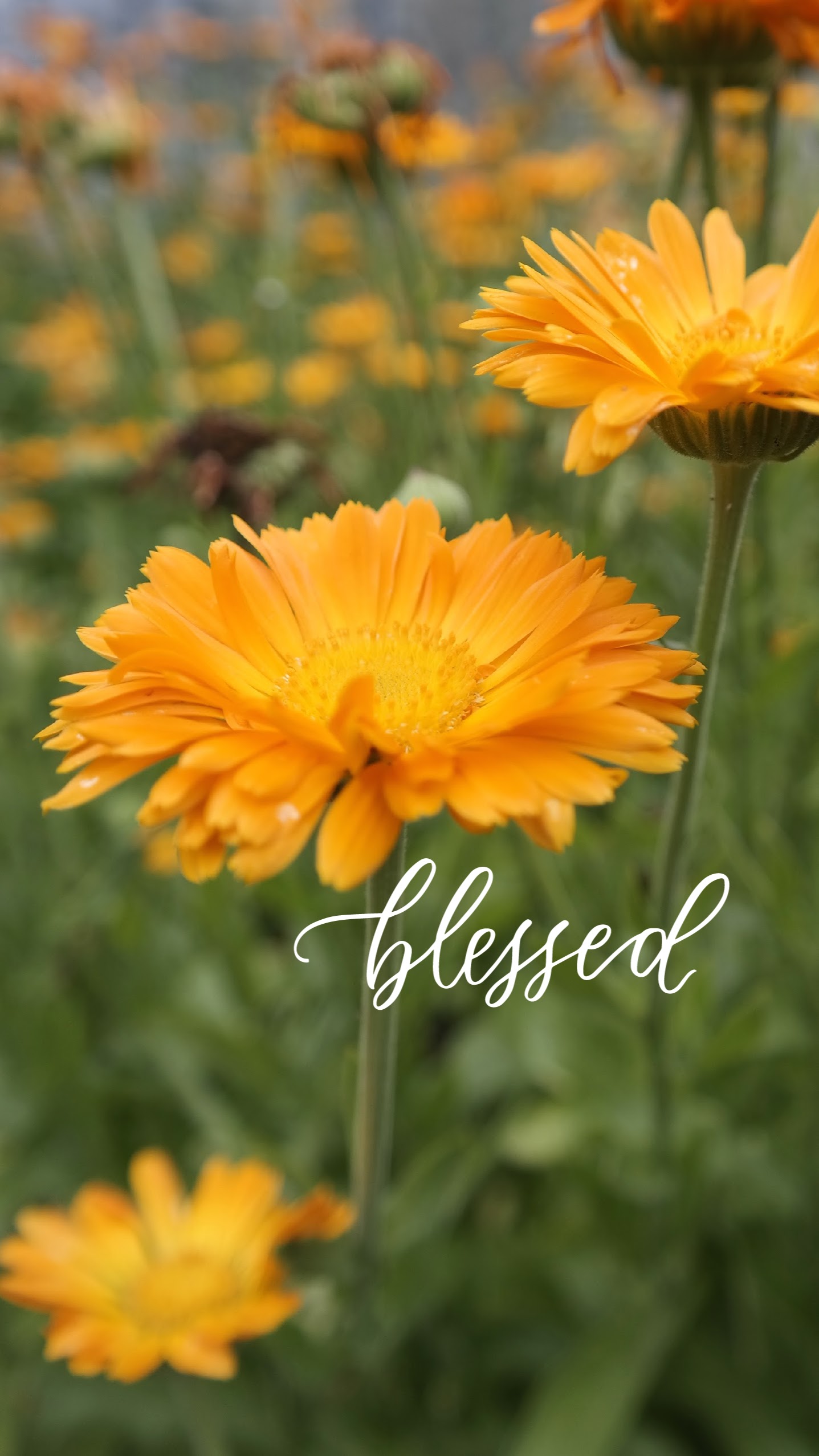 orange-daisies-blessed.jpg