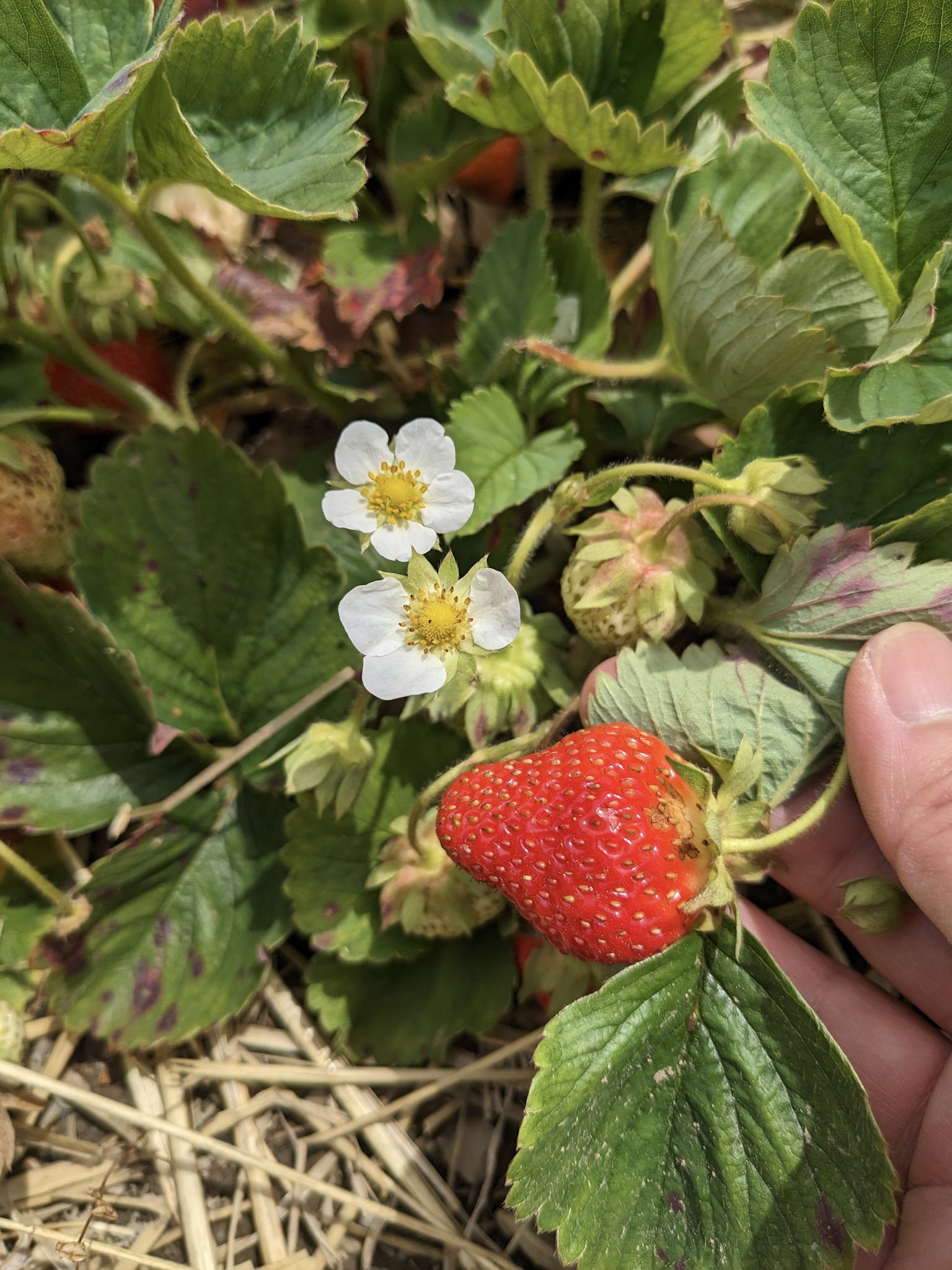 strawberry-taliaferro.jpg