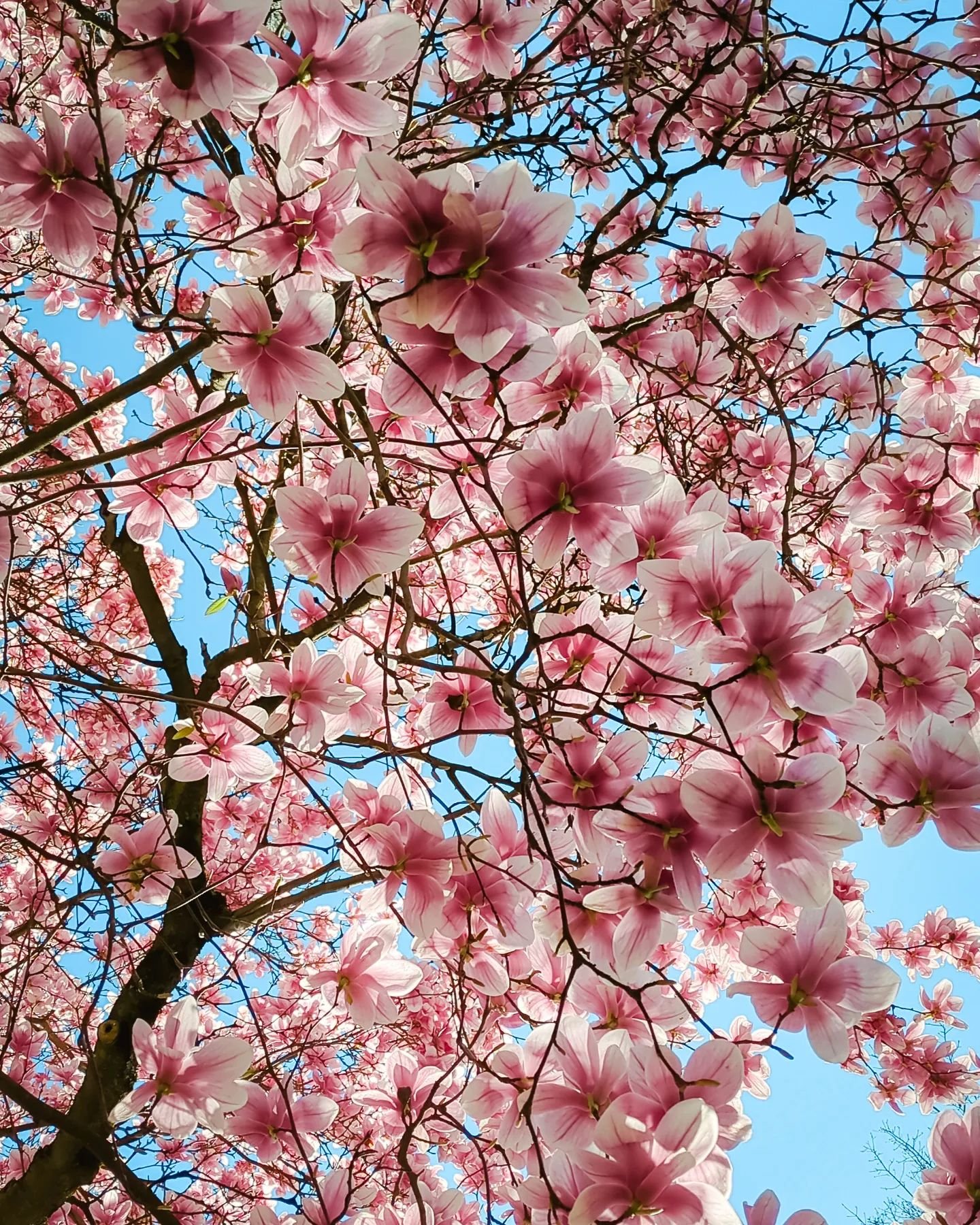 more magnolia magic 💖

#magnoliatree #magnolia #springblooms #springblossoms #hudsonvalley #newpaltz #ulstercounty #visitvortex #floralfix #underthefloralspell #ihavethisthingwithflowers #floralflourish #madewithlightroom #teampixel #shotonpixel #sh