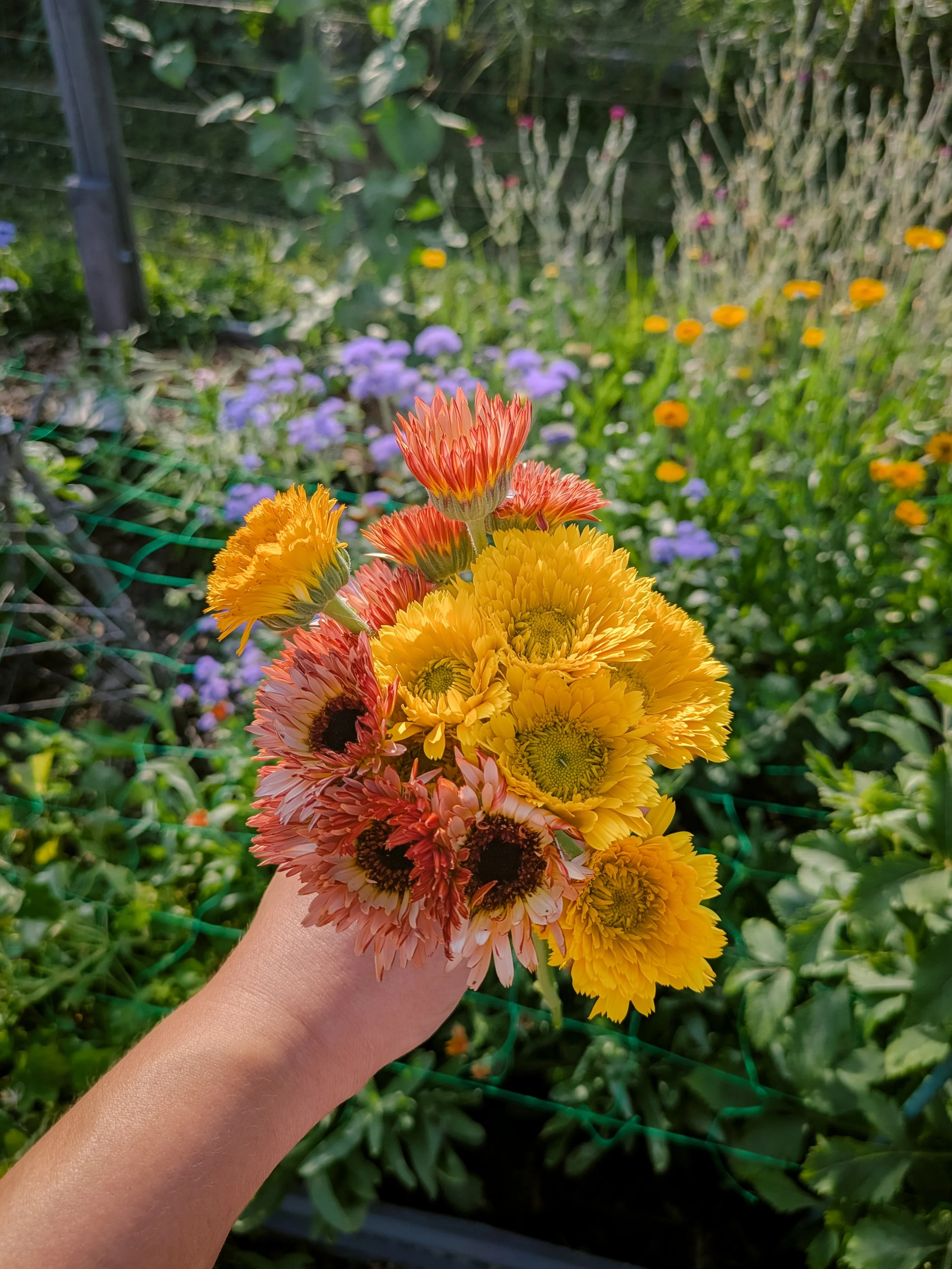 garden-calendula-2025.jpg