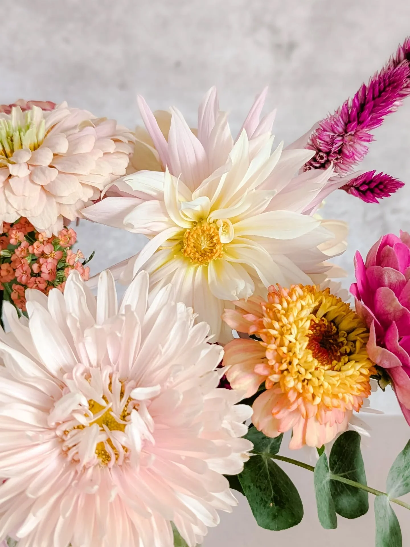 something pretty for your feed today 🥰
*just updated my blog with the latest garden updates if you're interested -
www.lillianliming.com/blog
#pickedfromthegarden #floralsyourway #onthetable #teampixel #cutflowers