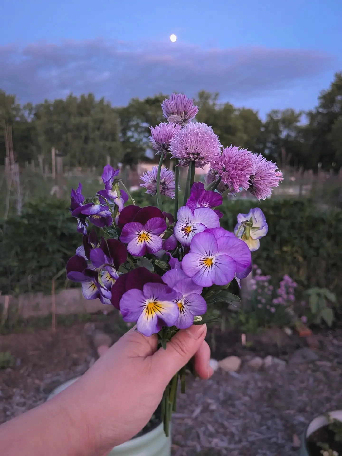 gardening in the moonlight 🌕🎶

I&rsquo;ve been quiet on here for a while...somewhere between exhaustion, uncertainty, healing, and trying to figure out what still feels like me. 

Lately I&rsquo;ve been finding my way back through small things: eve