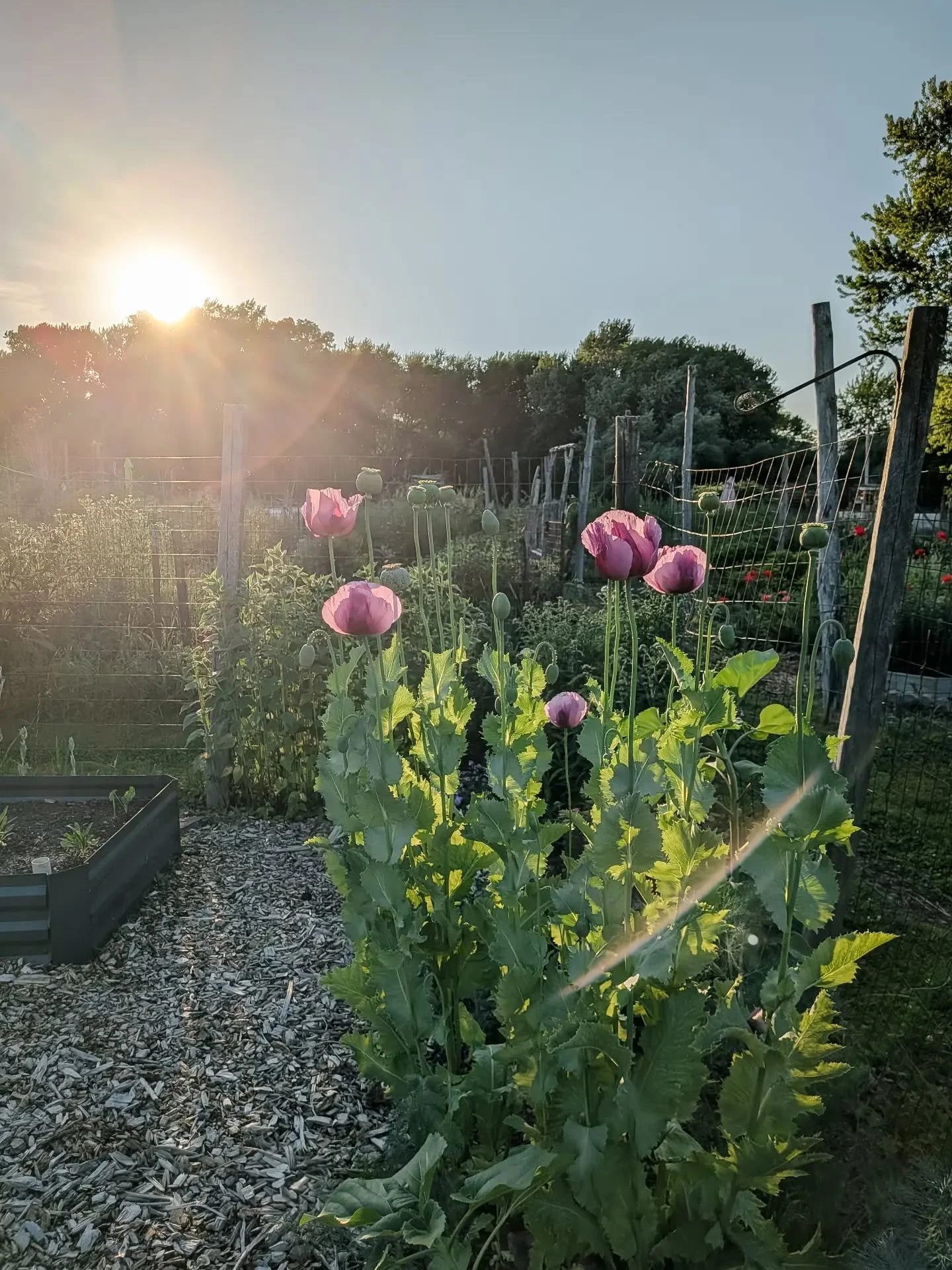 The poppies are poppin' 💜 

These Hungarian Blue breadseed poppies came back from seeds I sprinkled from last season's pods - the plants were puny last year due to the flood so I'm amazed at the size of these plants! The pods with the "crowns&q