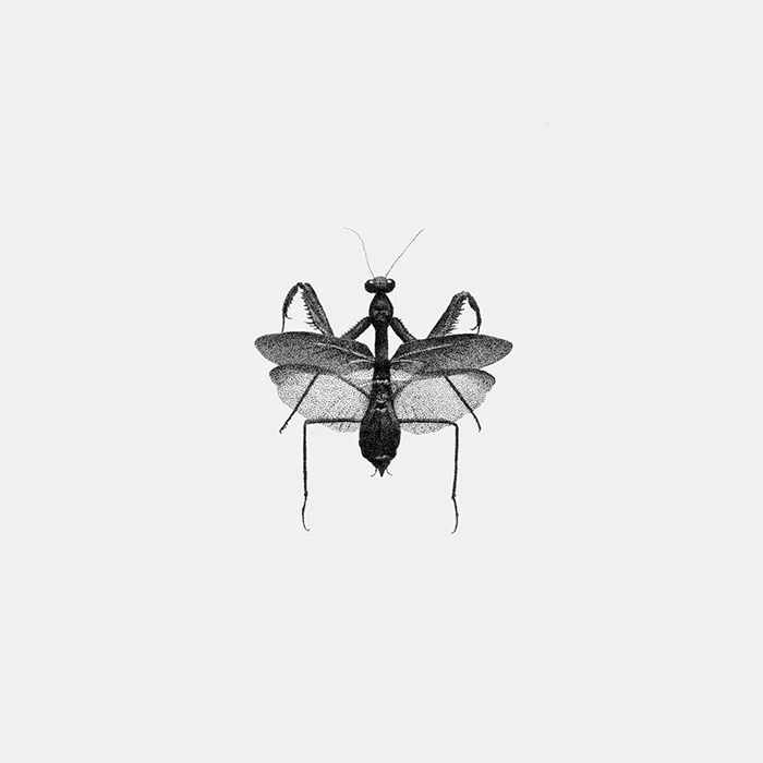 INSECT_01.jpg