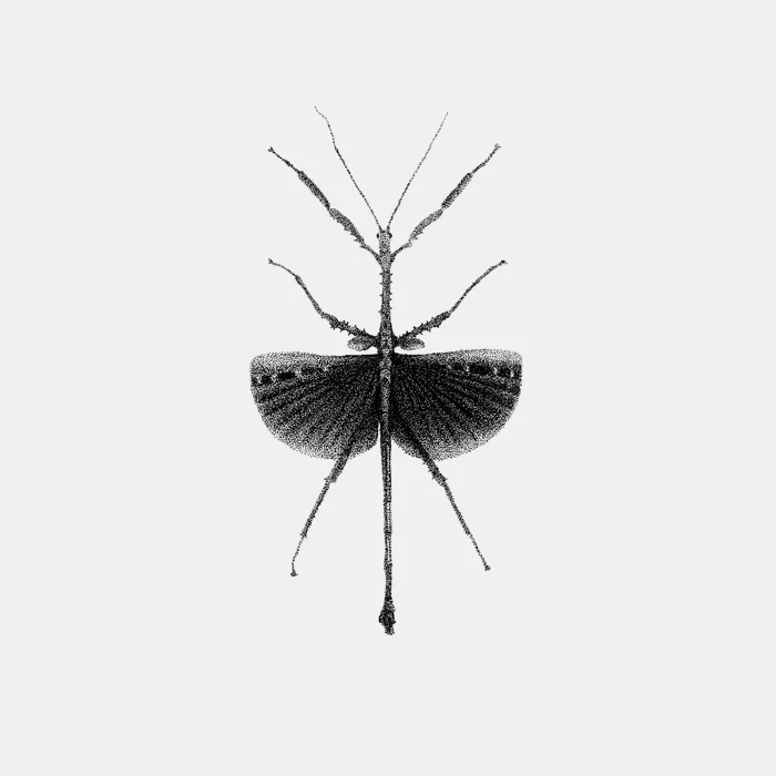 INSECT_20.jpg