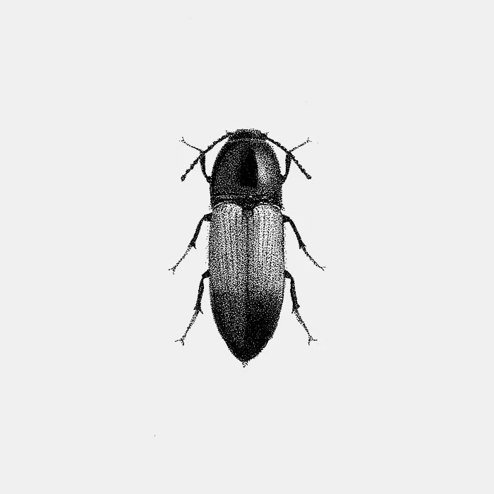 INSECT_24_700.jpg