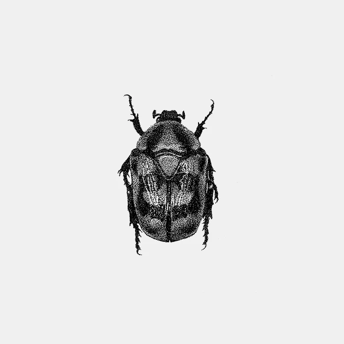 INSECT_25_700.jpg