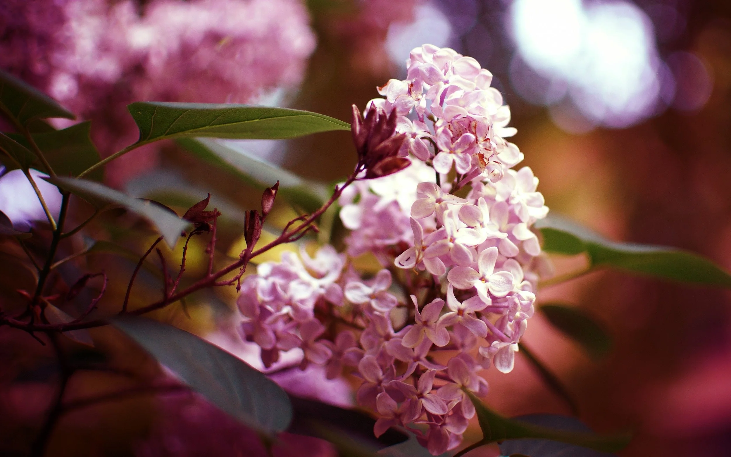purple-flowers-syringa-lilac-bokeh-hd-wallpaper.jpg
