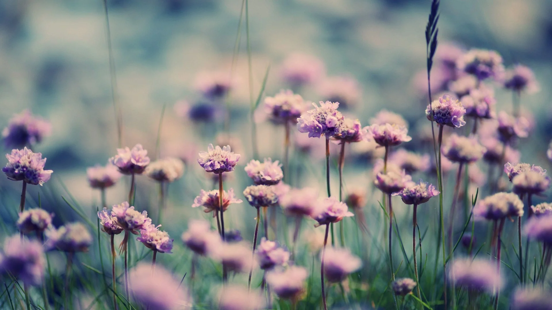 purple-field-flowers-summer-focus-hd-wallpaper.jpg