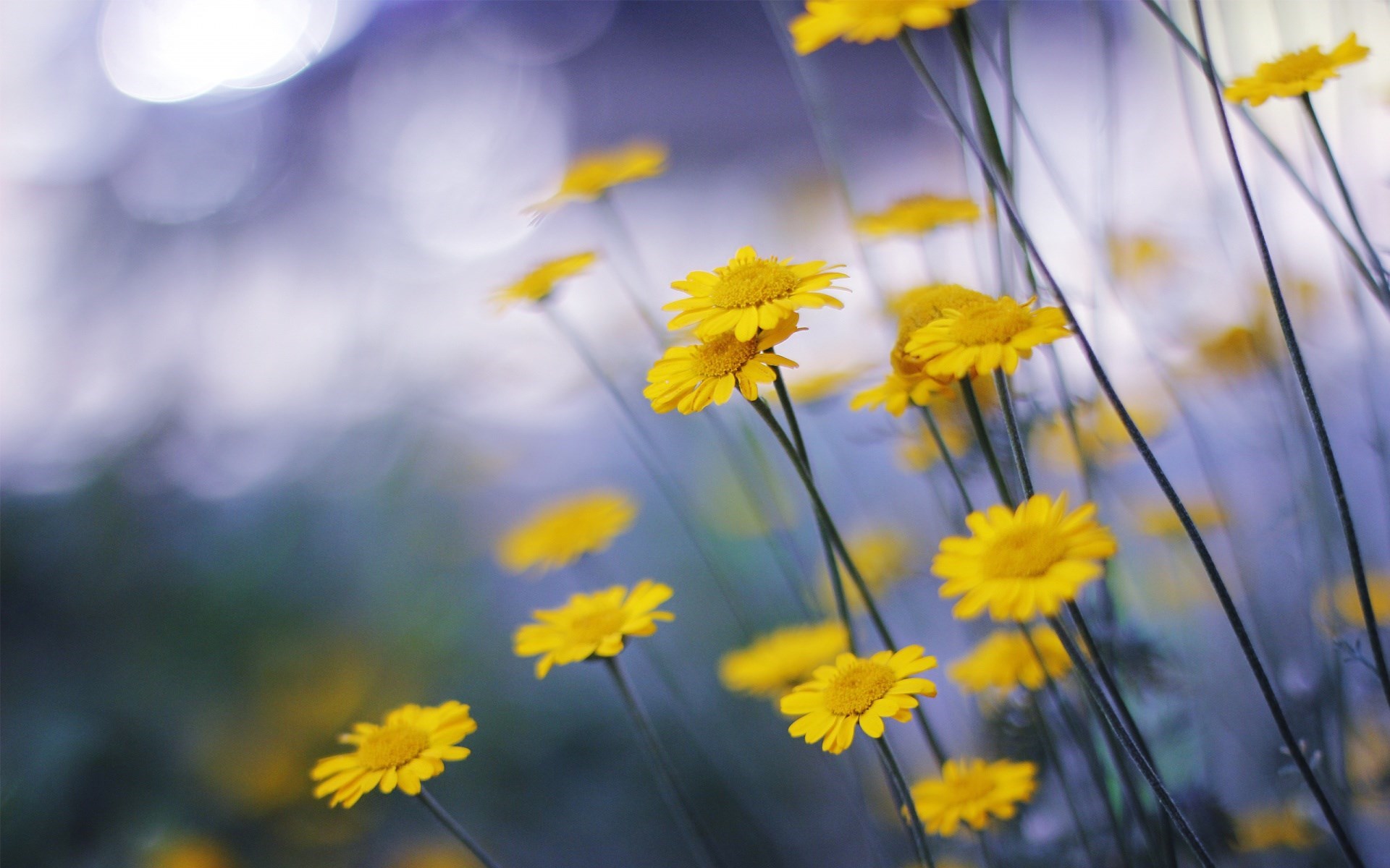 chamomile-yellow-flowers-nature-hd-wallpaper.jpg